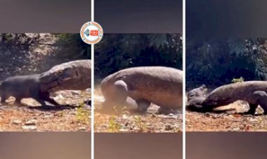 Wild Animal Video: कोमोडो ड्रैगन बना दैत्य शिकारी! सूअर को जिंदा दबोचने लगा, नज़ारा देख कांप जाएगी रूंह- देखे वीडियो...