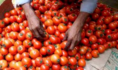 Tomato Price Hike : महंगाई से राहत! आज से मात्र इतने रुपए में बिकेगा टमाटर