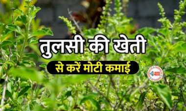 Tulsi ki kheti : सिर्फ 15000 की लागत से शुरू करें तुलसी की खेती! लाखो में होगी कमाई...