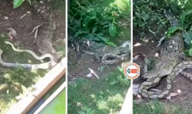 Crocodile and Python Fight: आपस में भीड़ गये मगरमच्छ और अजगर, हुई ऐसी लड़ाई, नज़ारा देख खड़े हो जायेंगे रोंगटे- देखें वीडियो...