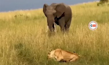 Elephant Viral News: आराम से बैठी थी खूंखार शेरनी, तभी उसके पास आ धमकी हाथी, फिर जो हुआ... नज़ारा देख अपनी ही आँखों पर नहीं होगा भरोसा- देखें वीडियो...