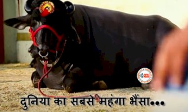Most Expensive Buffalo : दुनिया का सबसे महंगा भैंसा! जानें हरियाणा के इस ‘युवराज’ के बारे में, कीमत सुन उड़ जायेंगे आपके होश, ये है इसकी खासियत...