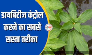 Diabetes Control : ब्लड शुगर कंट्रोल करने में बेहद फायदेमंद है इंसुलिन का पौधा, कई गंभीर बीमारियों से भी मिलेगी राहत, जाने इसके इस्तेमाल का तरीका...