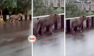 Lion Viral News: जंगल की दुनिया से इंसानों की दुनिया में आ पहुंचा खतरनाक शेर, नजारा देख खुद ही हो गया कन्फ्यूज- देखें वीडियो...