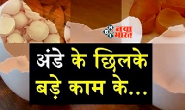 Benefits of Egg Shells : बड़े काम के अंडे के छिलके, भूलकर भी ना करें फेंकने की गलती, जाने इसके अनसुने और चौकाने वाले फायदें...