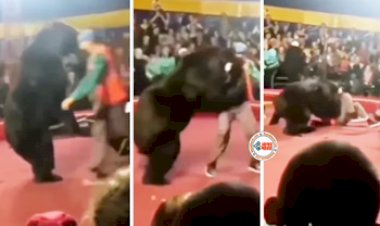 Bear's Viral News : सर्कस के बीच में रिंग मास्टर पर ही हमला कर दिया भालू, फिर किया कुछ ऐसा, आसपास खड़े लोगों के भी छुट जगये पसीने...