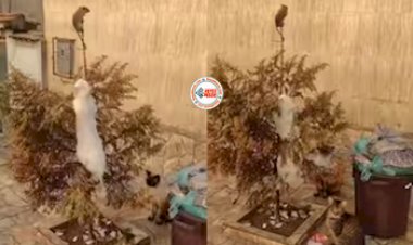 Chuhe Billi Ka Video: एक चूहे के पीछे पड़ा बिल्लियों का झुण्ड, नज़ारा ऐसा बार-बार देखेंगे आप- देखें वीडियो...