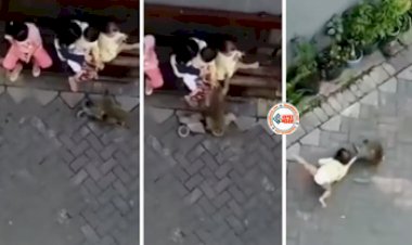 Monkey Viral News: कभी नहीं देखी होगी बन्दर की ऐसी गुंडागर्दी! बच्चे को लगा घसीटने, फिर...- देखें वीडियो...