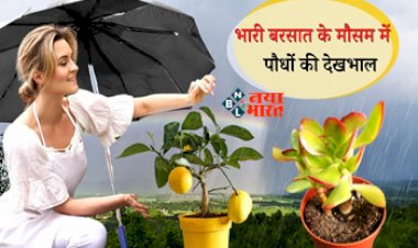 Mansoon Plants Care Tips : भारी बारिश में ऐसे रखें अपने पौधों का ख्याल, नहीं लगेंगे कीड़ें और न ही गलेंगेपत्तियां, यहाँ देखें आसान टिप्स...
