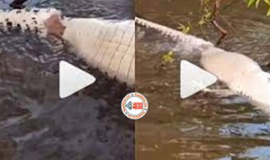 Magarmach Viral News: छोटी सी मछली ने ही फाड़ दिया मगरमच्छ का पेट, नज़ारा देख दंग रह जायेंगे आप- देखें वीडियो...
