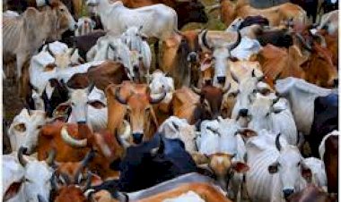 CG BREAKING : बस ने 17 मवेशियों को रौंदा, चालक फरार