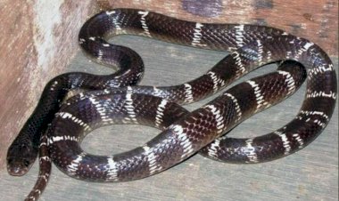 CG News : रात में सोते वक्त बिस्तर पर चढ़ाकर गर्भवती महिला को जहरीले सांप ने डंसा, घर में किलकारी गूंजने से पहले पसरा मातम....