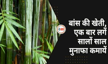 Business Idea : शुरू करें बांस की खेती, पूरी जिंदगी होगी अंधाधुंध कमाई, लगत सिर्फ इतनी...