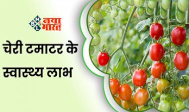 Cherry Tomato is Very Beneficial : चेरी टोमेटो है सेहत के लिए बड़े लाभकारी! खाने में जरूर करें इनका इस्तेमाल...