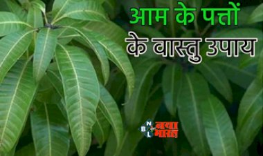 Vastu Tips : आम के पत्तें के ये चमत्कारी गुण बदल देंगे आपकी किस्मत, करें ये उपाय, घर में बनी रहेगी बरकत...