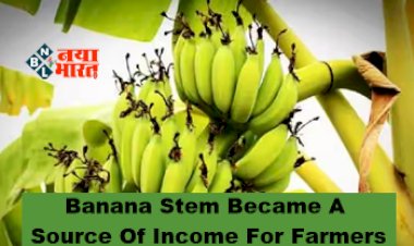Banana Stem Became A Source Of Income For Farmers : केले का तना बना किसानों की कमाई का जरिया, कर रहे है मोटी कमाई...