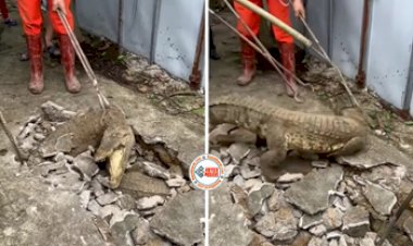 Magarmach Viral News : घर के नीचे आ रही थी अजीब आवाजें, फर्श तोड़कर देखा तो फंसे थे तीन मगरमच्छ, नज़ारा देख रूंह कांप जाएगी- देखे विडियो...