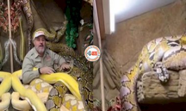 Snake Viral News : चिड़ियाघर में दर्जनों सांपों के बीच फंसा शख्स, लेकिन फिर जो हुआ, नज़ारा देख नहीं होगा यकीन- देखें वीडियो...