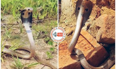CG Snake Rescue Video: सावन के आखिरी सोमवार पर अलग-अलग क्षेत्रों में निकले सांप, घर में निकले नाग का नारियल दूध चढ़ा किया गया पूजा-पाठ, देखें रेस्क्यू वीडियो.....