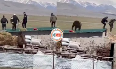 Bear's Viral News : लोगों को देखते ही भड़क गया भालू, फिर घरों की छत पर चढ़कर कर दिया हमला- देखें विडियो...