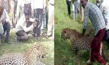 VIRAL VIDEO : जंगल से भटककर गांव में घुसा तेंदुआ, पहले लोगो मे  दहशत फिर  सेल्फी लेने लगे ग्रामीण, देखें वीडियो......