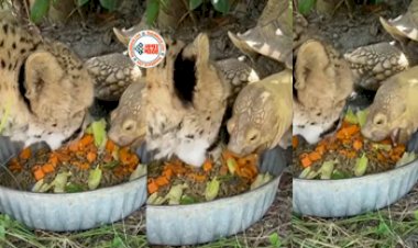 Leopard and Turtle : चीते और कछुए की बेमिसाल दोस्ती! एक ही बर्तन में दोनों ने खाया खाना, नज़ारा देख दंग रह जायेंगे आप...