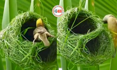 Unique Bird's Nest: चिड़िया ने बनाया ऐसा घोसला, डिज़ाइन देख नज़रे नहीं हटा पाएंगे- देखें विडियो...