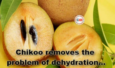 Chikoo Removes The Problem of Dehydration : डिहाइड्रेशन जैसी समस्याओं का रामबाण इलाज है चीकू, लेकिन इन लोगों को करना चाहिए परहेज, जाने सेवन करने का तरीका...