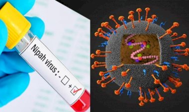 Nipah Virus के बांग्लादेशी वेरिएंट से इन 2 राज्यों में खौफ, जानें- कितना है खतरनाक