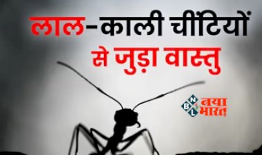 Ants Omen-Bad Omen : जानिए काली और लाल चींटी में से कौन लेकर आती है शुभ संकेत, आर्थिक समृद्धि के लिए करें ये उपयोग...