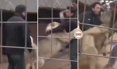 Lion Viral News: खतरनाक शेर के पिंजरे में जाकर पुचकारने लगा शख्स, लेकिन हुआ कुछ ऐसा... नज़ारा देख खड़े हो जायेंगे रोंगटे- देखें वीडियो...