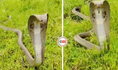 Snake Viral-News : कभी नहीं देखा होगा ऐसा फन फैलाए सांप को, नज़ारा देख हर कोई रह गया सन्न- देखें वीडियो...
