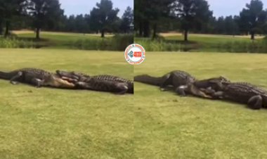 Magarmach Viral News: आपस में भिड़े दो खतरनाक मगरमच्छ, लगे गर्दन तोड़ने, देखें वीडियो...