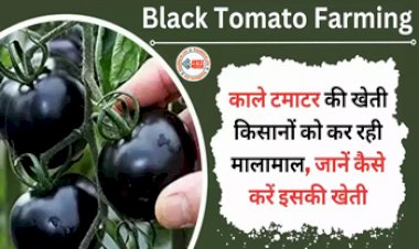 Business Idea : काले टमाटर की खेती से किसान हो रहे है मालामाल, ऐसे शुरू करें खेती, ये है इसकी खासियत...