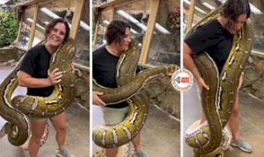 Python Viral News : अजगर को कंधे पर लादकर पुचकारने लगी महिला, तभी हुआ कुछ ऐसा, नज़ारा देख उड़ जायेंगे आपके होश- देखें विडियो...