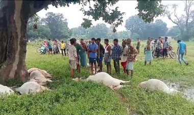 CG में वज्रपात ने मचाई तबाही : आकाशीय बिजली की चपेट में आने से बड़ी संख्या में मवेशियों की मौत, इलाके में मचा हड़कंप....