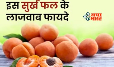 Benefits of Apricot : ब्यूटी और ब्रेन दोनों के लिए वरदान है खुबानी, हार्ट भी होता है मजबूत, जाने इसके फायदें...