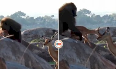 Baboon and Deer Viral News: लंगूर ने अचानक हिरण के बच्चे को छीना, फिर ऐसा तड़पाया, नज़ारा देख लोगों ने दिया ऐसा रिएक्शन...