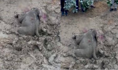 Baby Elephant Dies In Chhattisgarh : बेबी एलीफेंट की मौत से क्षेत्र में फैली सनसनी, जांच में जुटी वन विभाग की टीम, जताई जा रही ये आशंका....
