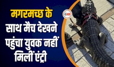 Pet Crocodile Not Allowed Entry Into The Stadium : स्टेडियम में अपने पालतू मगरमच्छ के साथ मैच देखने पहुंचा शख्स, लेकिन नहीं मिली एन्ट्री, फिर जो हुआ...