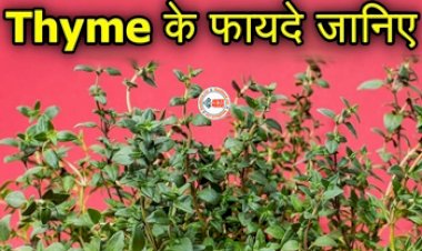 Health Benefits of Thyme : औषधीय तत्वों से भरपूर है थाइम, डेली डाइट में करें शामिल, शरीर को मिलेंगे ये कई लाभ...