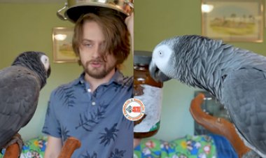 Parrot Viral video: शख्स ने तोते से पूछा सवाल, मिला ऐसा जवाब, नजारा देख हिल जायेंगे आप- देखे वीडियो...