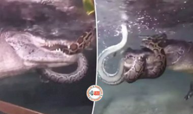 Python and Crocodile Viral News: पानी के अन्दर आपस भिड़े अजगर और मगरमच्छ, नज़ारा देख रोंगटे खड़े हो जायेंगे- देखें वीडियो...