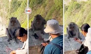 Monkey Viral News: फ़ोन के बदले रिश्वत मांगने लगा बंदर, फिर जो हुआ नज़ारा देख हिल जायेंगे आप- देखे विडियो...
