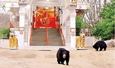 Maha Navami 2023 : 150 साल पुराना है छत्तीसगढ़ का ये मंदिर, मां चंडी के दर्शन के लिए रोज आरती में शामिल होते हैं जंगली भालू, जानें क्या है मान्यता....