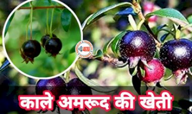 Business Idea in Hindi: काला अमरूद चमका देगा आपकी किस्मत! औषधीय गुणों से है भरपूर, आज ही शरू करें इसकी खेती, कम खर्च में मिलेगी बंपर पैदावार...