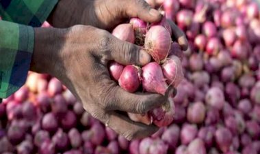 Onion Price Hike : राजधानी में इस जगह 25 रुपए किलो में बिक रहा प्याज, जान‍िए कैसे आप भी ले सकते हैं फायदा...