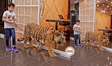Tiger's Viral News : खूंखार बाघ को पकड़कर घुमाने लगा बच्चा, तभी हुआ कुछ ऐसा...- देखे विडियो...
