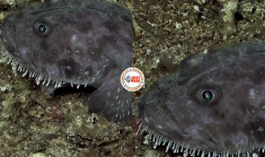 Unique Fish : समंदर में दिखी अनोखी मछली, बल्ब जैसी आंखें और शरीर पर हैं छोटे-छोटे 'सींग', नज़ारा देख दंग रह गये लोग- देखे विडियो...