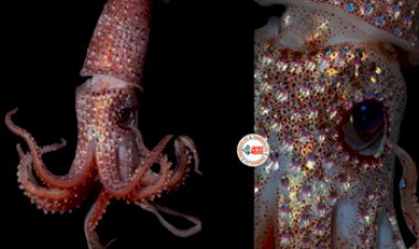 Strawberry Squid : कभी नहीं देखा होगा ऐसा अनोखा जीव, जिसने अपने ऊपर लपेट रखे हैं कई महंगे रत्न, यहाँ देखें तस्वीरें...